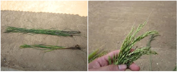 Đặc điểm sinh học và cách phòng trừ lúa cỏ